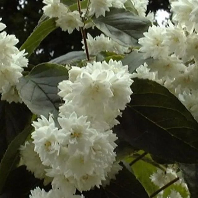 Arborix Sternstrauch Deutzia magnifica mit weißen Blüten im Container, Höhe: 60 bis 80 cm - Bild 1