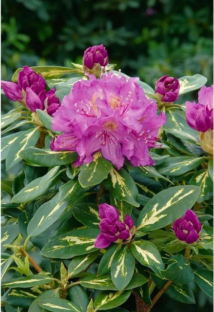 Rhododendron Hybr. Goldflimmer Gelb-Grün Panaschiert, Zierstrauch 40–50 cm - Bild 1