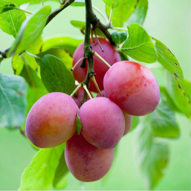 Bio Pflaume Königin Victoria, weiß - Bild 1