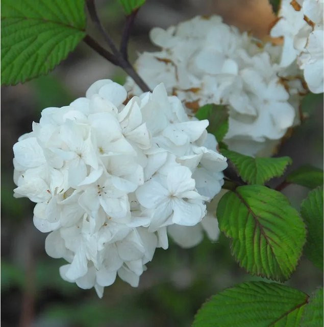 Viburnum plicatum Japanischer Schneeball Popcorn weißer Zierstrauch Nr-01.de Höhe: 40-60 cm - Bild 1