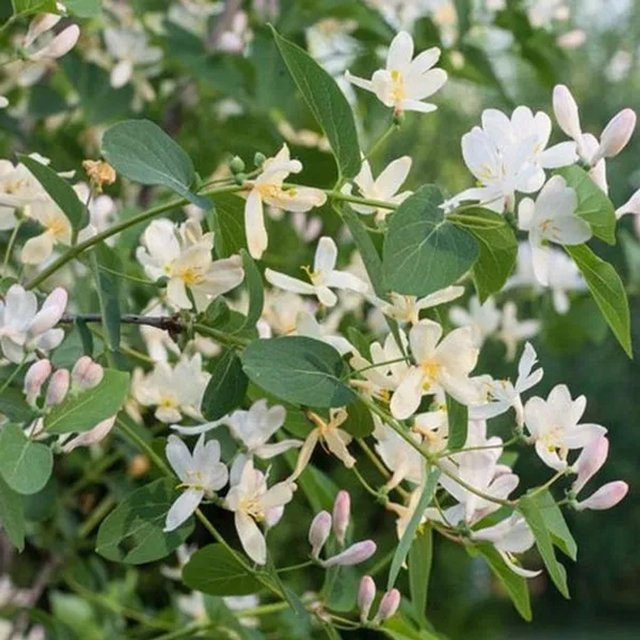 Arborix Winter-Heckenkirsche Lonicera fragrantissima mit duftenden weißen Blüten im Container, Höhe: 45 cm - Bild 1
