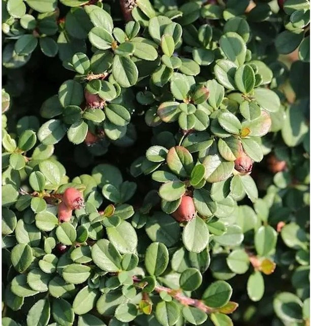 Cotoneaster dammeri Kriechmispel Zwergstrauch und Bodendecker Nr-01.de Höhe: 25 cm - Bild 1