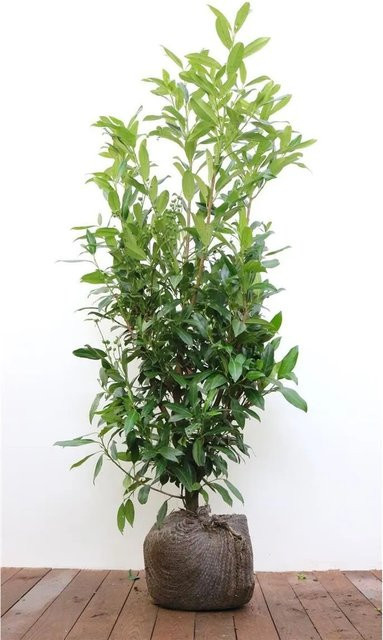 Prunus Aurocerasus Herbergii Heckenpflanze als Strauch mit weißen Blüten, Höhe: 125-150 cm - Bild 1