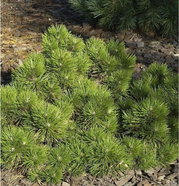 Zwerg Schwarzkiefer Pinus nigra Hornibrookiana, Höhe: 60 cm - Bild 1