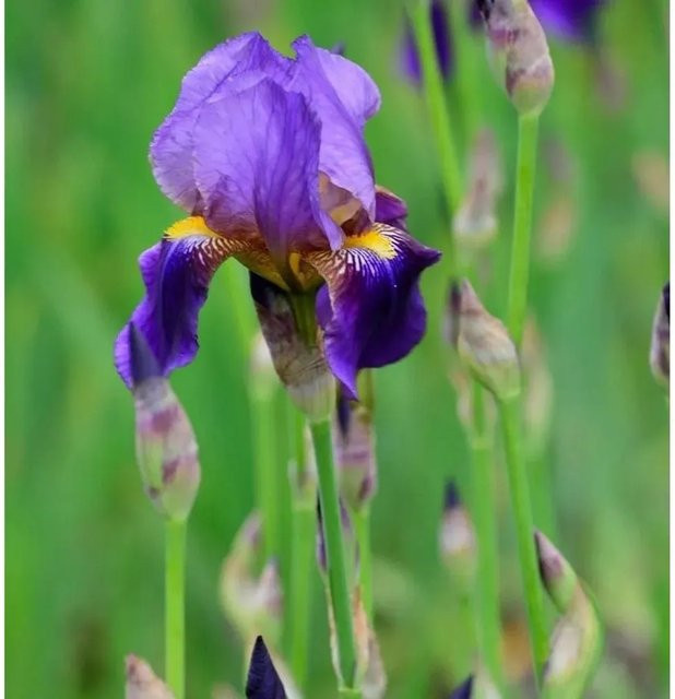 Schwertlilie Alcazar Iris barbata in Lila als mehrjährige Beetpflanze für deinen Garten - Bild 1