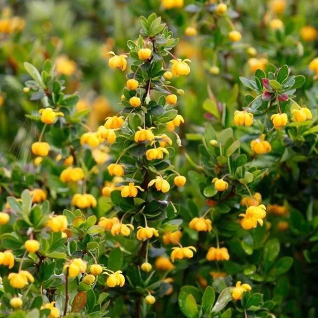 Arborix Berberitze Nana Berberis buxifolia gelb im Container, Höhe: 20 bis 25 cm - Bild 1