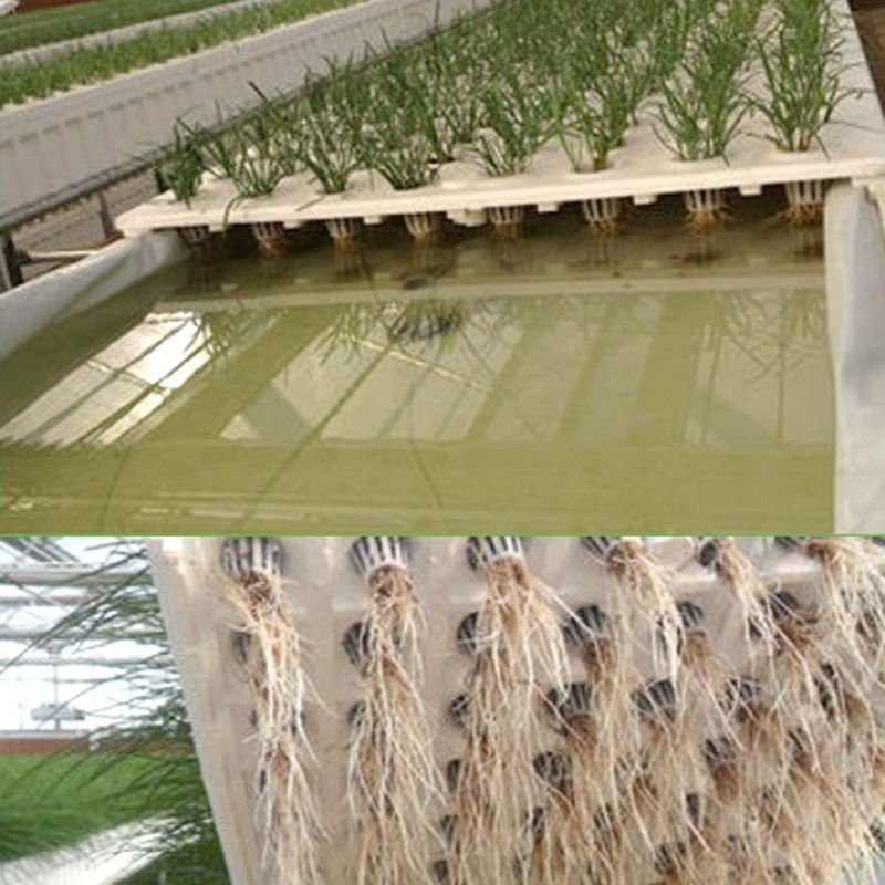 50er Set Hydrokultur Tassen und Zylinder Schwämme für Orchideen und Garten, transparent - Bild 4