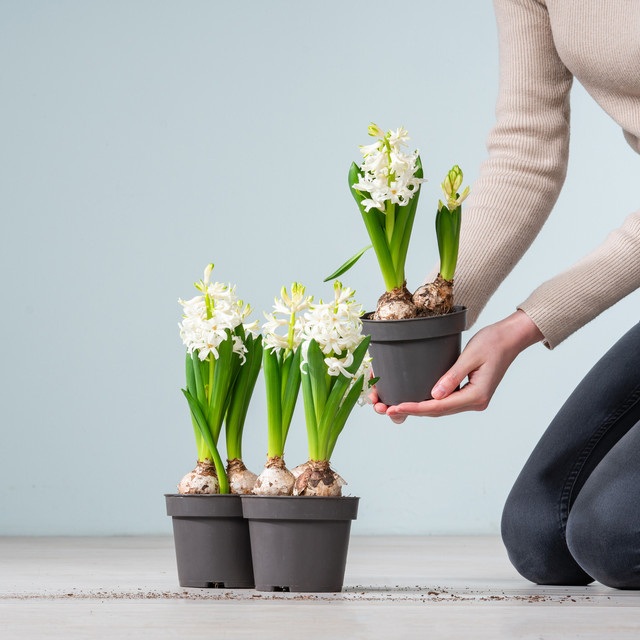 3 Stück weiße Hyazinthen Blumenzwiebeln von BLUME2000 für Beete, Kübel oder Balkonkästen - Bild 1