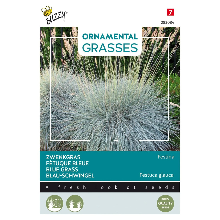 Arborix Blau-Schwingel Festina Buzzy Samen für Garten und Beet mit stahlblauem Laub, 10 Stück - Bild 2