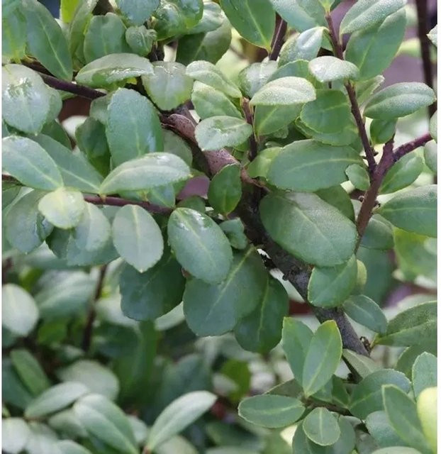 Berg Ilex Dark Star Ilex crenata grüner Strauch zur Heckenpflanzung - Bild 1