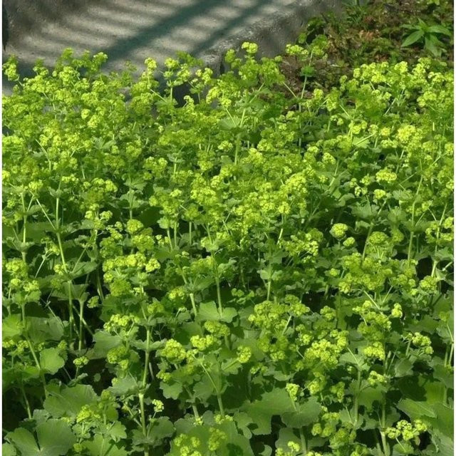 Alchemilla mollis Frauenmantel Thriller grüne Staude im Topf - Bild 1