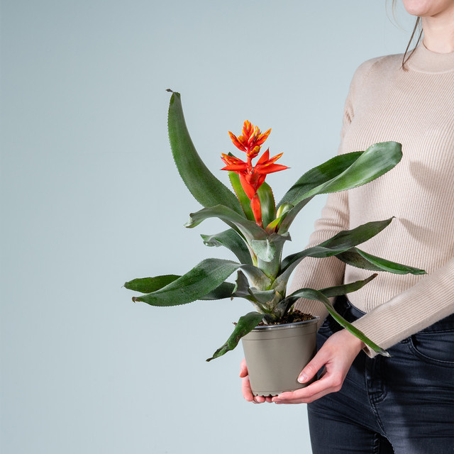 Aechmea Pepita Elegant Flames Zimmerpflanze von BLUME2000 in Orange, Rot und Multicolour - Bild 1
