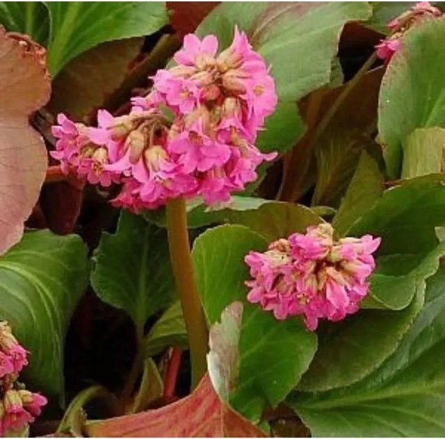 Bergenia cordifolia David von Nr-01.de als mehrjährige Zierpflanze und Bodendecker in Weiß und Pink - Bild 1