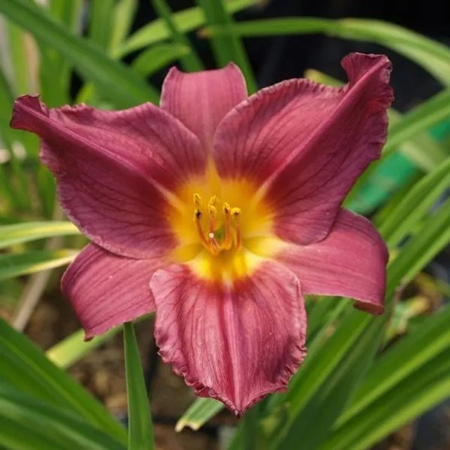 6er Set Arborix Taglilie Summer Wine Hemerocallis mit purpurroten Blüten im 9cm Topf - Bild 1