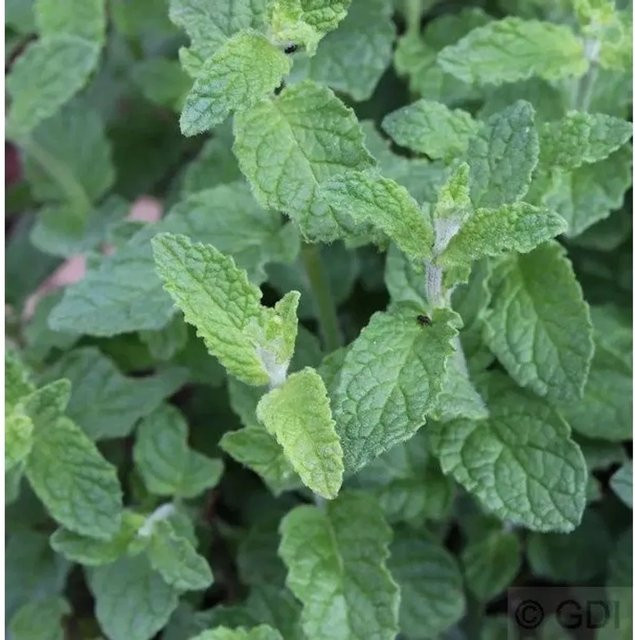 Erdbeerminze Mentha cultorum als mehrjährige Pflanze in Grün - Bild 1
