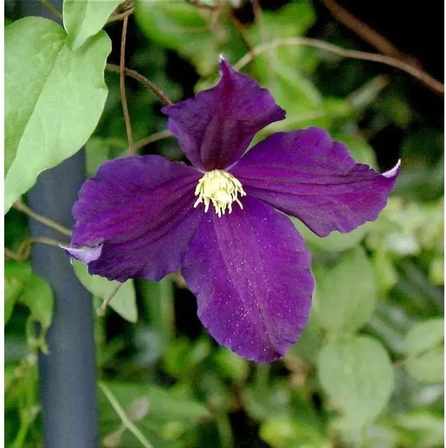 Clematis viticella Kletterpflanze Viola in Lila von Nr-01.de (40-60 cm) - Bild 1