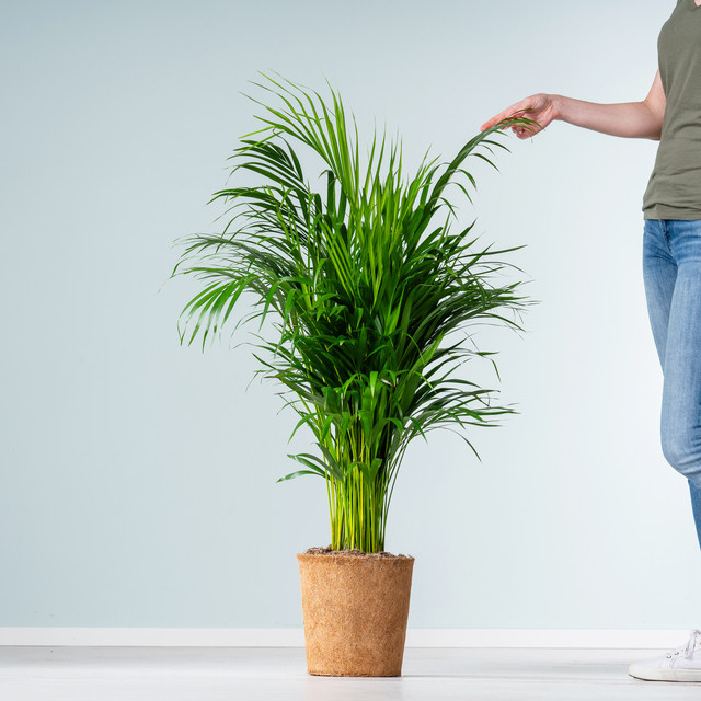 Goldfruchtpalme Dypsis von BLUME2000, grüne Zimmerpflanze für den Innenbereich - Bild 1