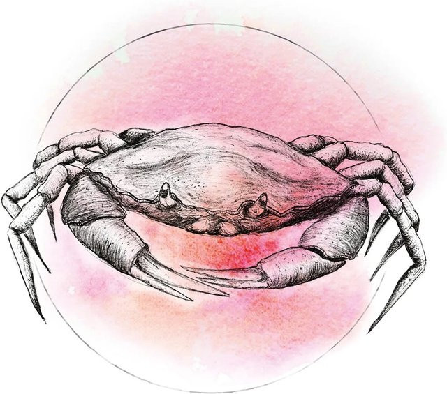 Komar Wandbild Crab Watercolor B: 40 cm, H: 50 cm - Bild 1