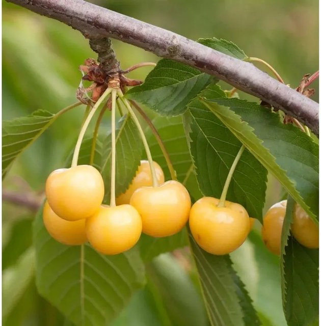 Süßkirsche Dönissens Gelbe Knorpel Prunus avium von Nr-01.de mit gelben Früchten - Bild 1