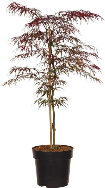 GROW by OBI Japanischer Fächer-Ahorn Dissectum Garnet Acer palmatum Kübelpflanze Höhe: 40-60 cm - Bild 1