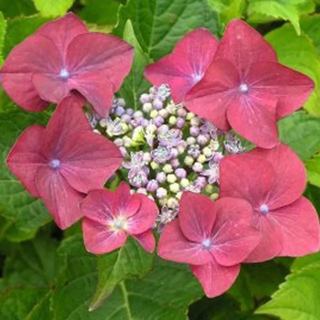 Arborix Hortensie Rotkehlchen Hydrangea macrophylla mit rosa Tellerblüten im Container - Bild 1