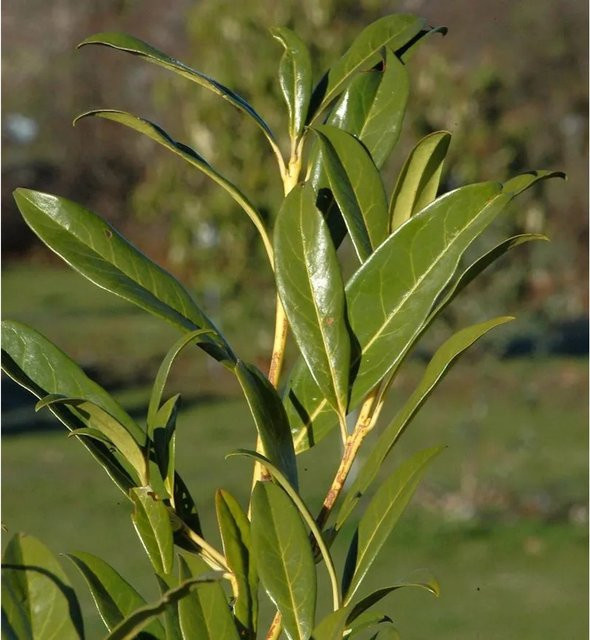 Kirschlorbeer Prunus laurocerasus als grüne Heckenpflanze, Höhe: 80-100 cm - Bild 1