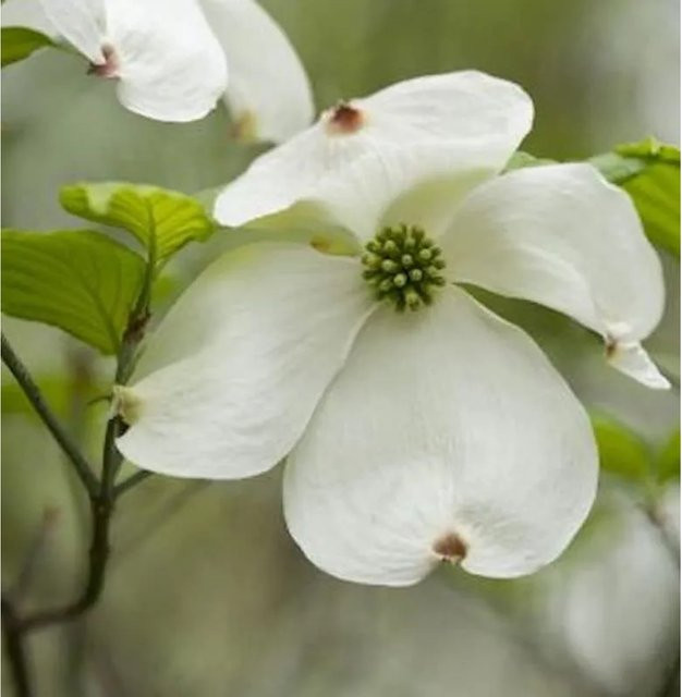 Amerikanischer Blumenhartriegel Cornus florida als Zierstrauch für deinen Garten, Höhe: 100-125 cm - Bild 1