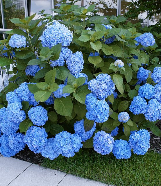 Bauern-Hortensie Générale Vicomtesse de Vibraye® - Bild 1