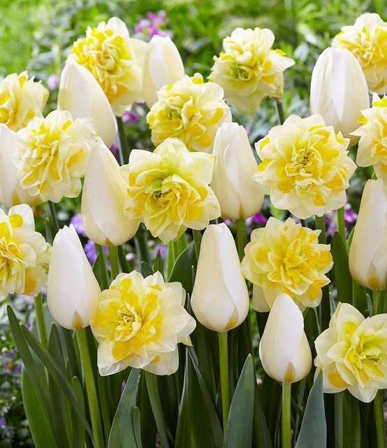 Tulpen-Narzissen-Mix Creamy Eggnog - Bild 1