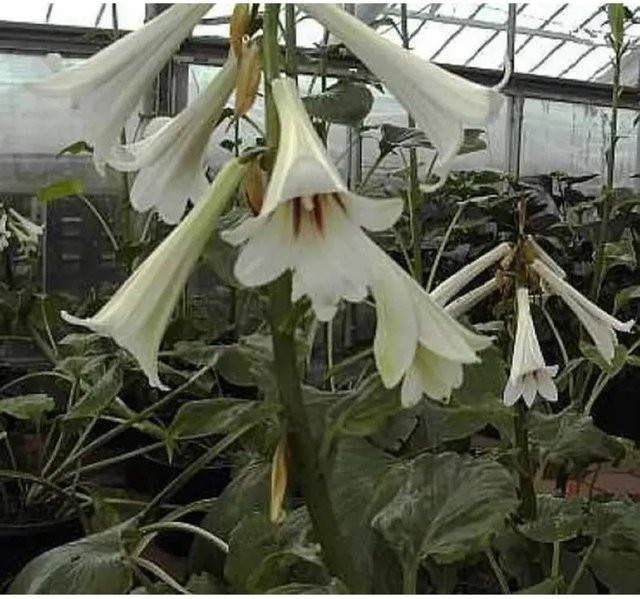 Cardiocrinum giganteum Riesenlilie als mehrjährige Pflanze für den Freilandgarten von Nr-01.de - Bild 1