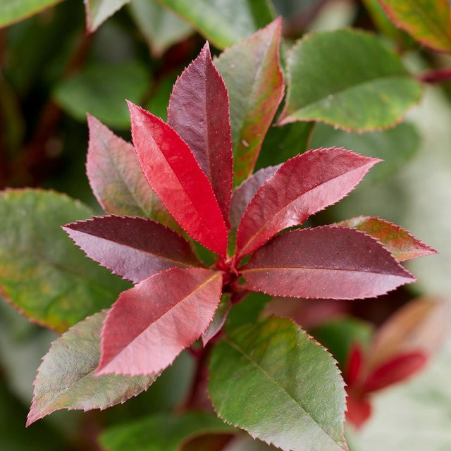 Glanzmispel Photinia Devils Dream als Heckenpflanze, 3 Pflanzen, Weiß und Rot, von Mein schöner Garten Shop - Bild 1