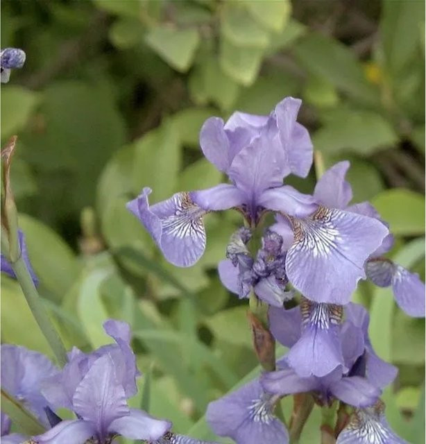 Sibirische Wieseniris Perry Blue Iris sibirica in Blau für deinen Garten - Bild 1