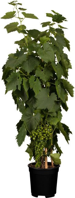 OBI Weinrebe Vitis vinifera Hellgelb im Topf - Bild 1