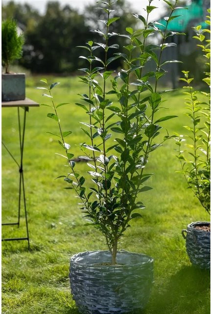 Ligustrum ovalifolium Grüne Heckenpflanze als Strauch für deinen Garten, Höhe: 80-100 cm - Bild 1