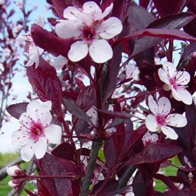 Arborix Zwerg-Blutpflaume Prunus cistena im Container mit purpurfarbenem Laub, Höhe: 60 bis 80 cm - Bild 1