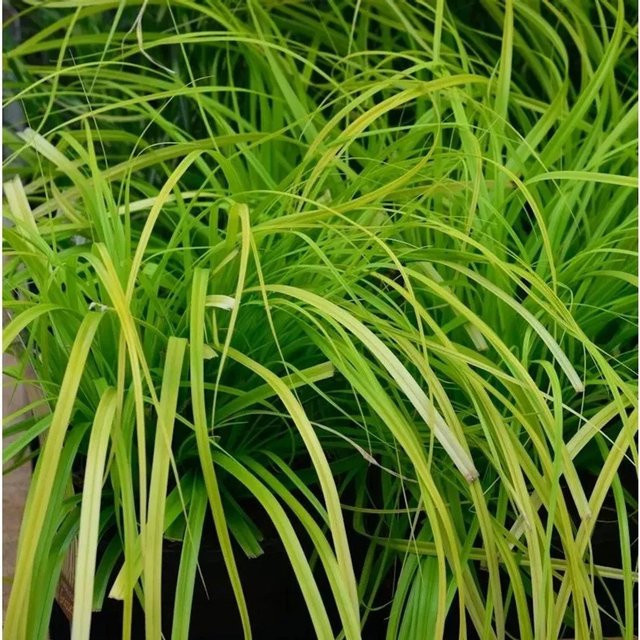 Oshima Segge Everlime Carex oshimensis Grüne Staude als Bodendecker - Bild 1