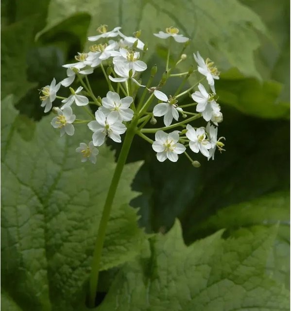 Diphylleia cymosantale Schirmblatt Frühlingspracht weiße Staude für den Garten - Bild 1