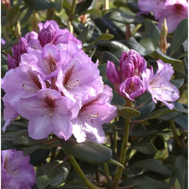 INKARHO Rhododendron Lavender Princess Alpenrose, großblumiger Zierstrauch in Lila, 30-40 cm - Bild 1