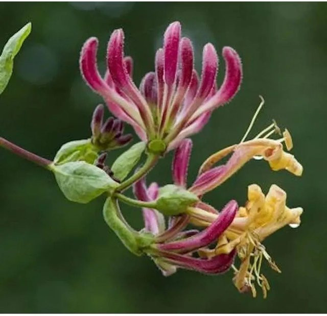 Lonicera periclymenum Waldgeisblatt Serotina Kletterpflanze für den Garten, Höhe: 40-60 cm - Bild 1