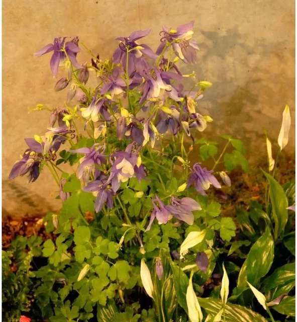 Akelei Blue Star Aquilegia caerulea blaue Staude für den Garten - Bild 1
