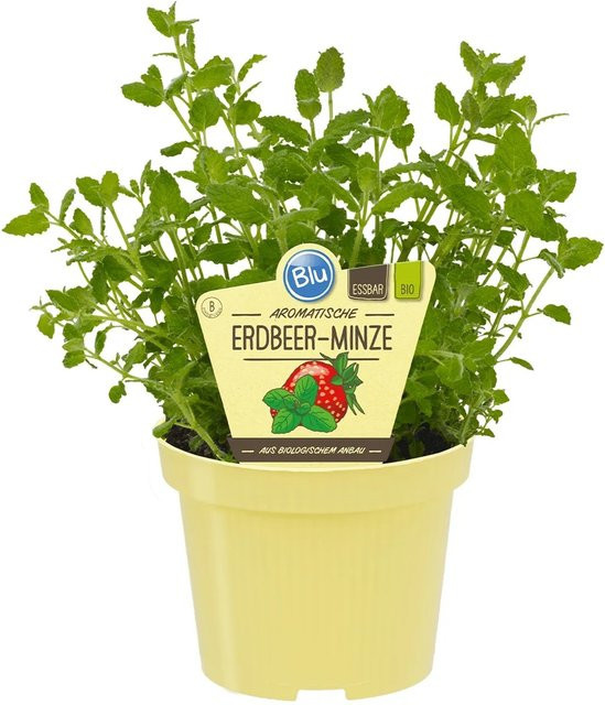 Blu Bio-Erdbeerminze Mentha als mehrjährige Kräuterpflanze im Topf - Bild 1