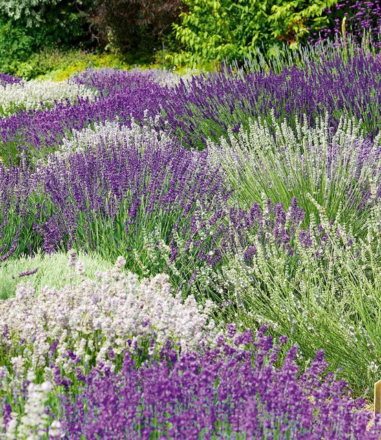 6er Lavendel-Mix Weiß und Blau - Bild 1