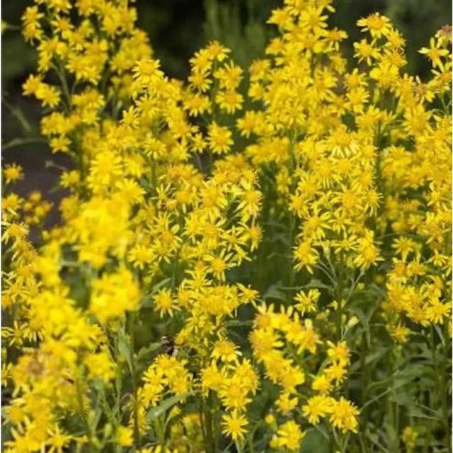 Goldrute Goldkind Solidago gelbe Staude für den Garten - Bild 1