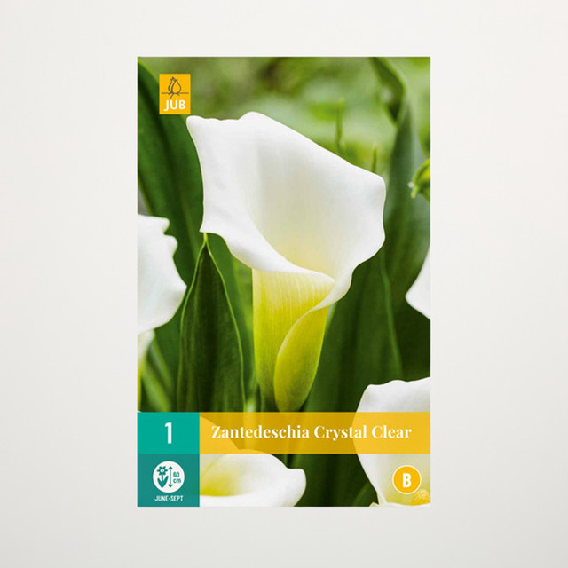 Calla Crystal Clear Wurzel von BLUME2000 - Bild 1