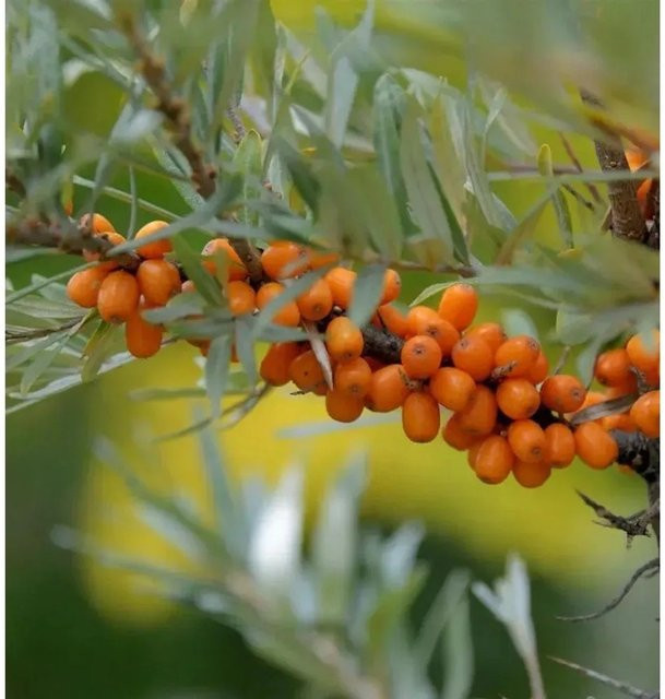 Sanddorn Friesdorfer Orange Hippophae rhamnoides Strauch von Die Nr-01.de - Bild 1
