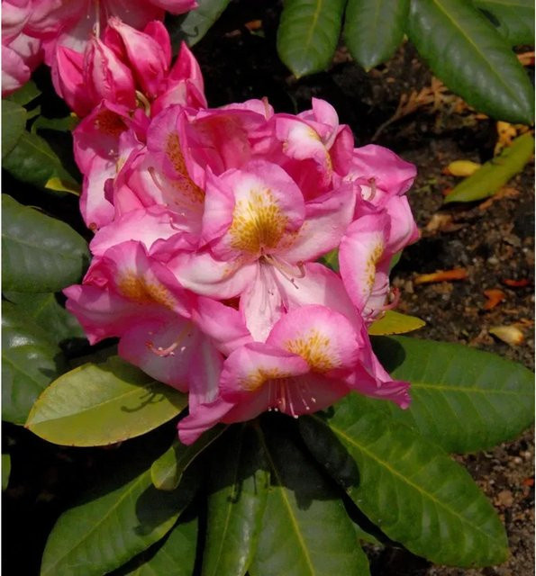 INKARHO Rhododendron Arkadius Alpenrose als großblumiger Zierstrauch in Pink - Bild 1