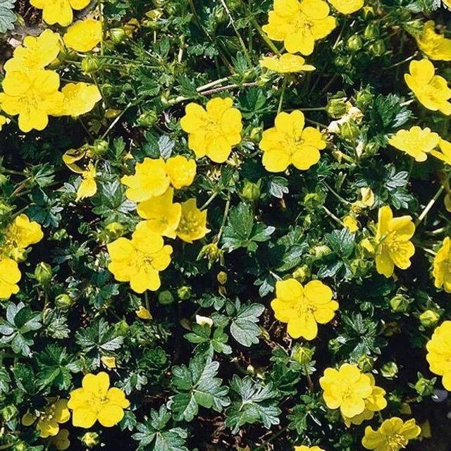 6er Set Arborix Fingerkraut Potentilla aurea mit goldgelben Blüten, mehrjährige Bodendecker für Garten und Outdoor, Topfgröße 9 cm - Bild 1