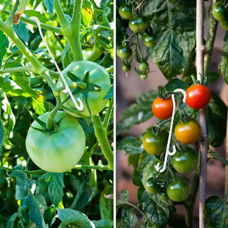 20 Stück Tomaten-Frucht-Haken aus Kunststoff zur Befestigung von Obst und Gemüse, Garten-Pflanzenklemmen für Gartenbau und Gewächshaus, Länge: 16 cm - Bild 3