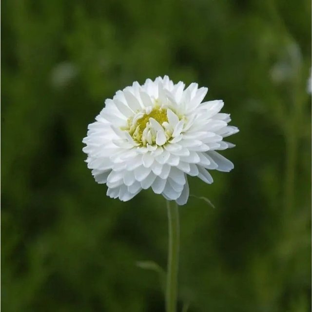 Gefüllte Römische Kamille Chamaemelum nobile als Bodendecker mit weißen Blüten von Nr-01.de - Bild 1