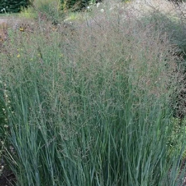 6er Set Arborix Rutenhirse Heavy Metal Panicum virgatum mit blauem Laub im 9 cm Topf - Bild 1